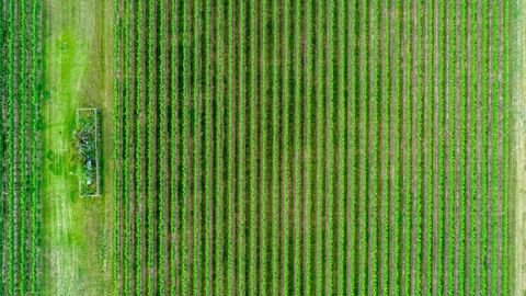 Aerial view of rows of crops in a green field